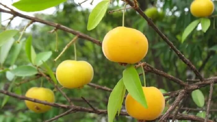 Árvores para calçada: Uvaia Doce ou Azeda