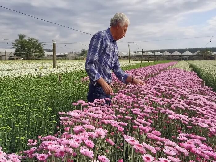 A família de Piet foi uma das primeiras a cultivar flores em larga escala em Holambra