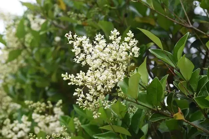 Árvores para jardim: o Alfeneiro é uma árvore perene que pode atingir de 7 a 10 metros de altura