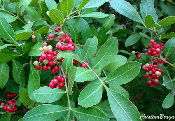 Árvores para jardim: os frutos da Aroeira são muito apreciados pelos pássaros, em especial pelos sanhaços