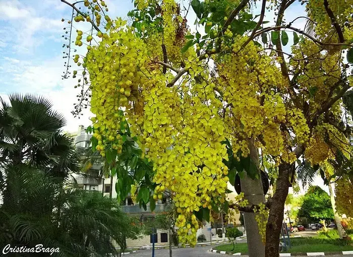 Árvores para jardim: a árvore Lofantera pode atingir até 20 metros de altura