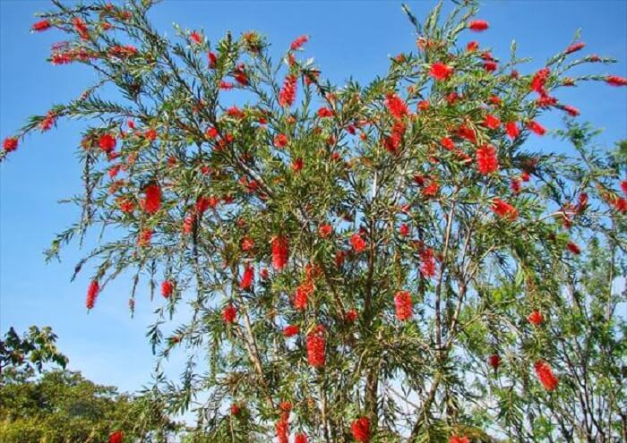 Árvores para jardim: a Escova-de-Garrafa pode atingir de 3 a 7 metros de altura