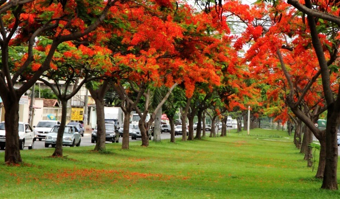 Árvores para jardim: a Flamboyant em sua fase adulta pode atingir até 15 metros de altura