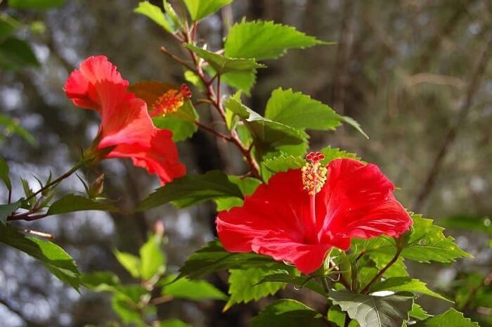 Árvores para jardim: a árvore de Hibisco pode atingir de 3 a 5 metros de altura