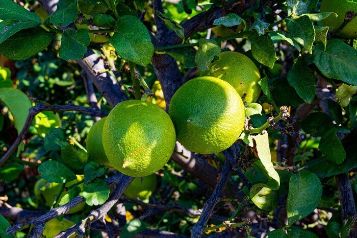 As árvores para jardim frutíferas produzem frutos deliciosos e que fazem bem para a saúde