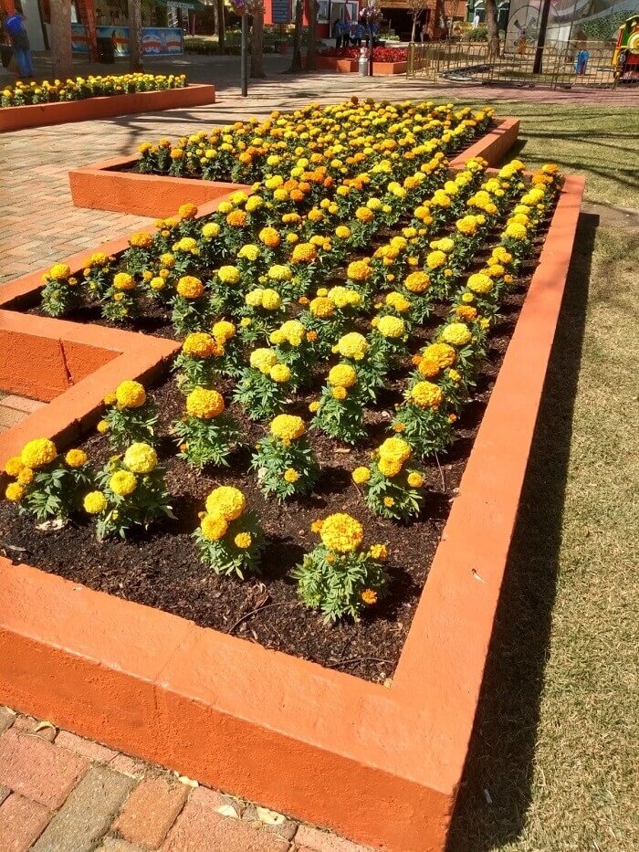 São mais de 200 mil hastes de flores e plantas espalhadas por todo o parque Expoflora