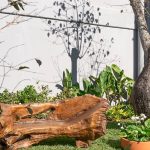 Sementes Brasileiras – Conexão e Pertencimento:
