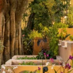 Plantas que cabem no bolso: espécies acessíveis da CASACOR inspiram jardins para todos os bolsos
