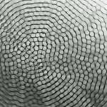 Watergrams: a arte de fotografar a água sem câmera
