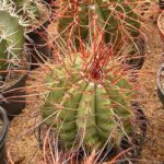 Cactos pequenos: 7 tipos para conhecer e ideias para decorar a casa