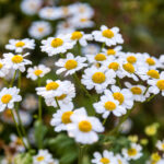 Flores do campo: 10 espécies fáceis de cultivar no seu jardim