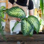 Plantas de sombra: 10 espécies para renovar qualquer canto da casa