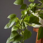 Plantas para banheiro: 7 espécies indicadas e cuidados que fazem diferença