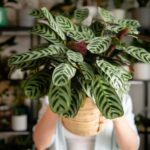 Plantas para quarto: confira espécies não tóxicas e fáceis de cuidar