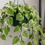 Plantas pendentes resistentes: 10 espécies para quem esquece de regar