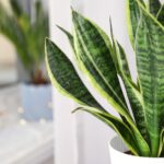 Plantas que atraem boas energias: 15 espécies para sua casa