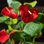 Plantas que atraem boas energias: 15 espécies para sua casa