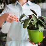 Tipos de plantas: como escolher a espécie certa para a sua casa?