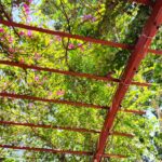 Trepadeiras: 10 espécies para pergolados, muros e jardins verticais